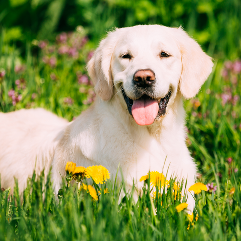Dog Breed Series: All About your Labrador Retriever Part 2