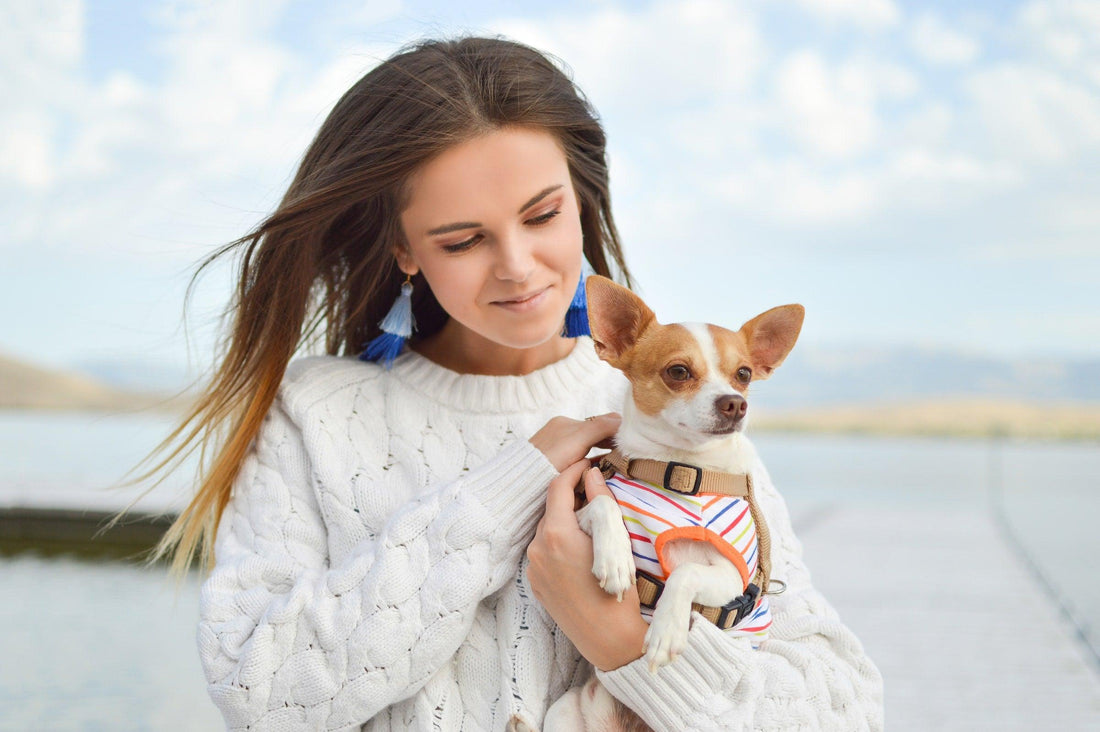 Dog Breed Series: All About your Chihuahua Part 1 Wellnergy Pets