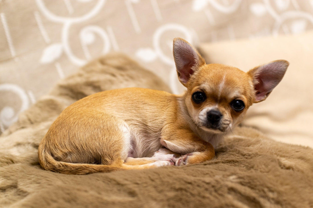 Dog Breed Series: All About your Chihuahua Part 2 Wellnergy Pets