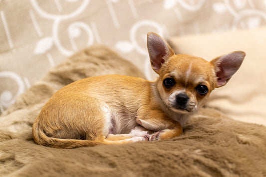 Dog Breed Series: All About your Chihuahua Part 2 Wellnergy Pets