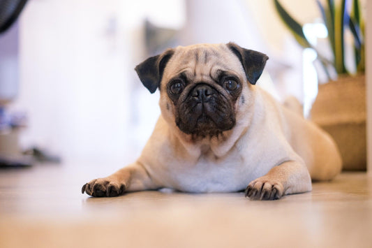 Dog Breed Series: All About your Pug Part 1 Wellnergy Pets