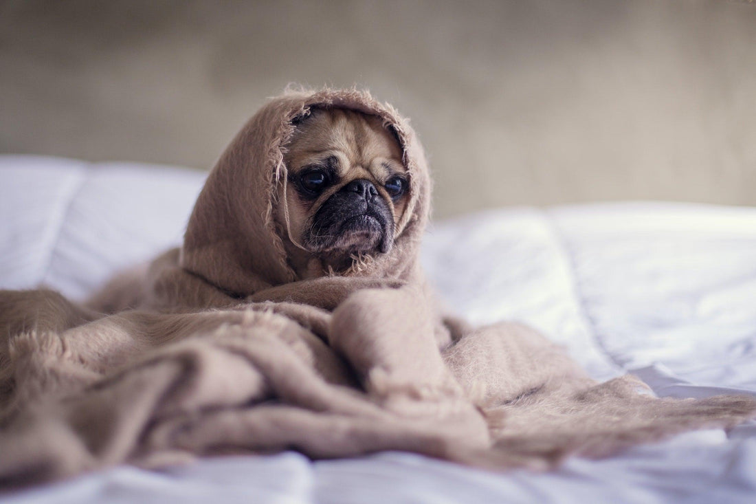 Dog Breed Series: All About your Pug Part 2 Wellnergy Pets