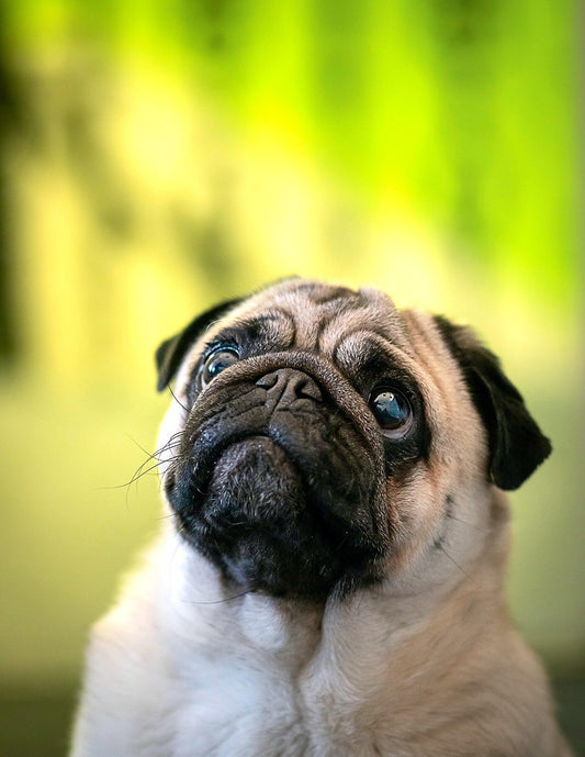 Dog Breed Series: All About Your Pug Part 3 Wellnergy Pets