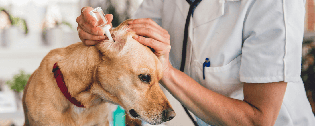 Ear Infections in Dogs: Signs and Management Wellnergy Pets