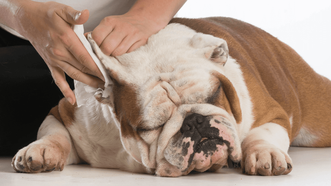 Ear Infections in Dogs Wellnergy Pets