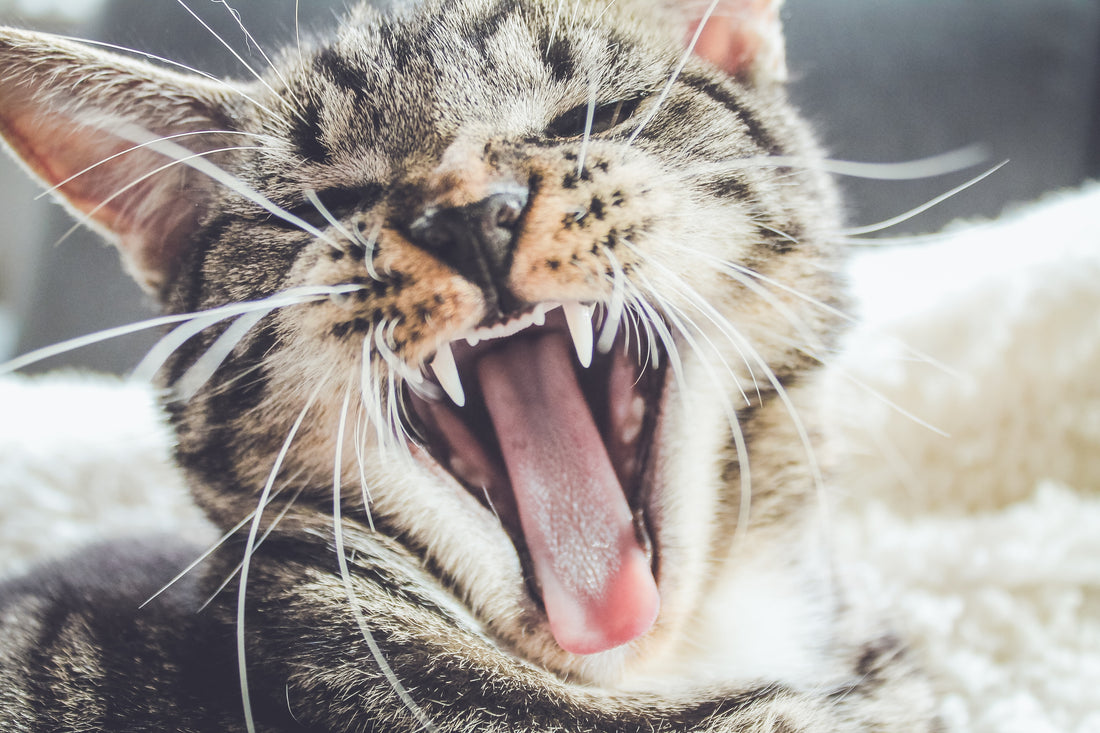 The Importance of Teeth Care in Cats