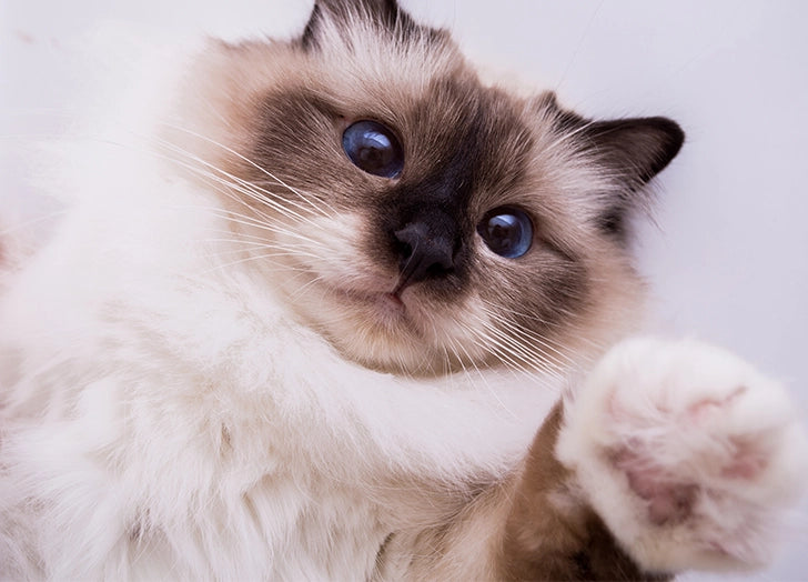 Cat Care for Diabetes
