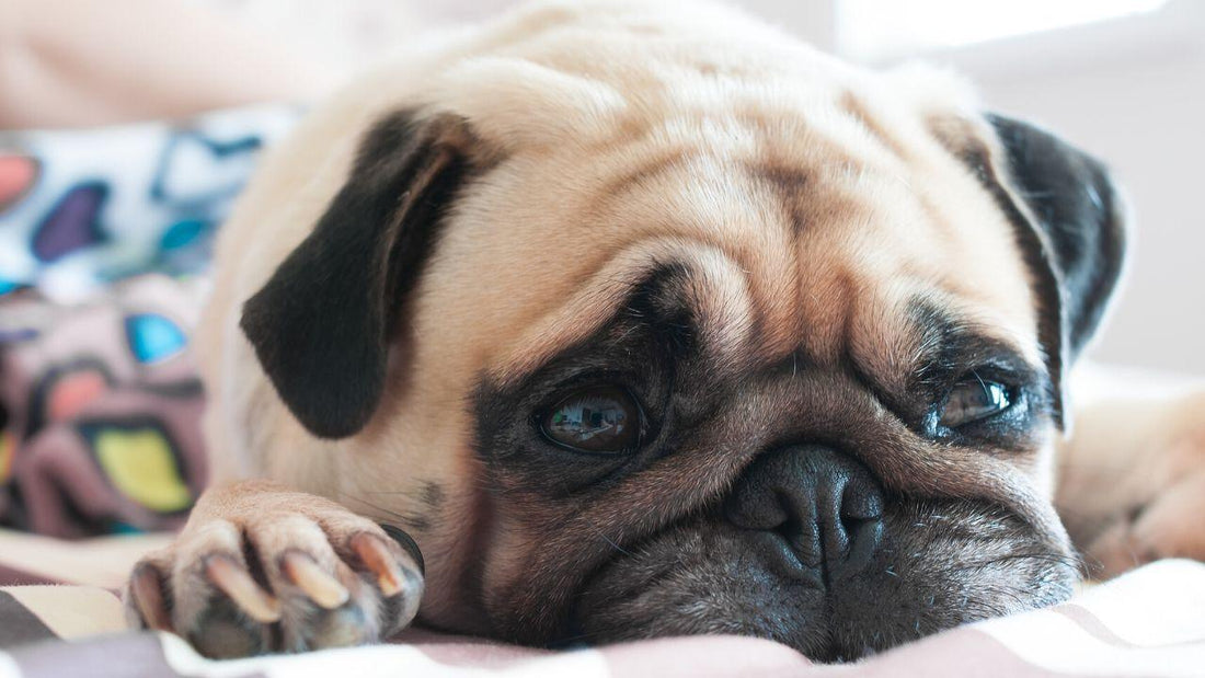 Food Allergies In Dogs Wellnergy Pets