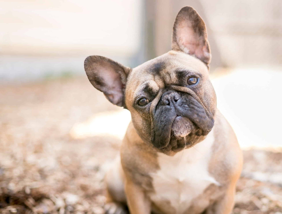 Dog Breed Series: All About your French Bulldog Part 3