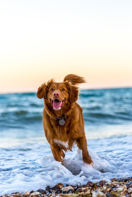 General Information about Joint Supplements for Pets Wellnergy Pets