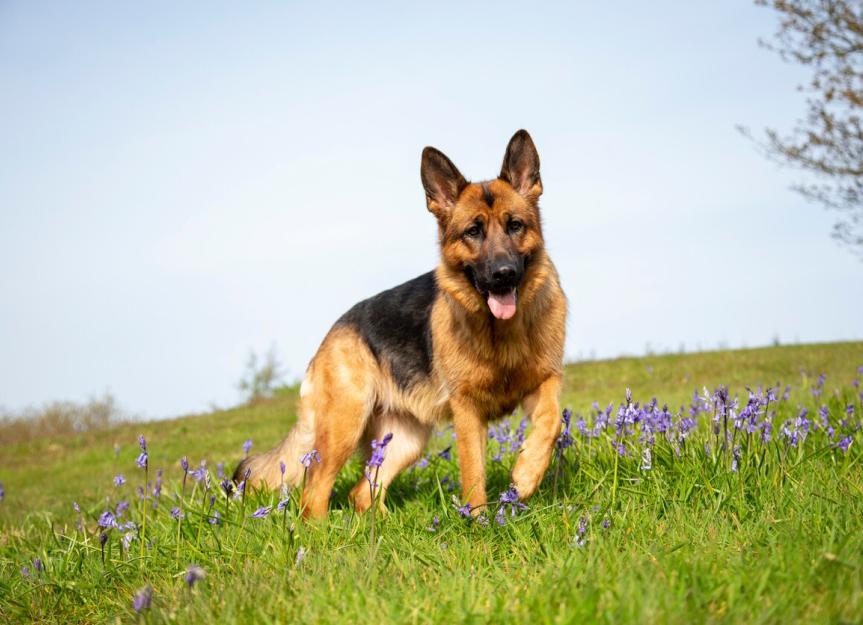 Dog Breed Series: All About your German Shepherd Part 3