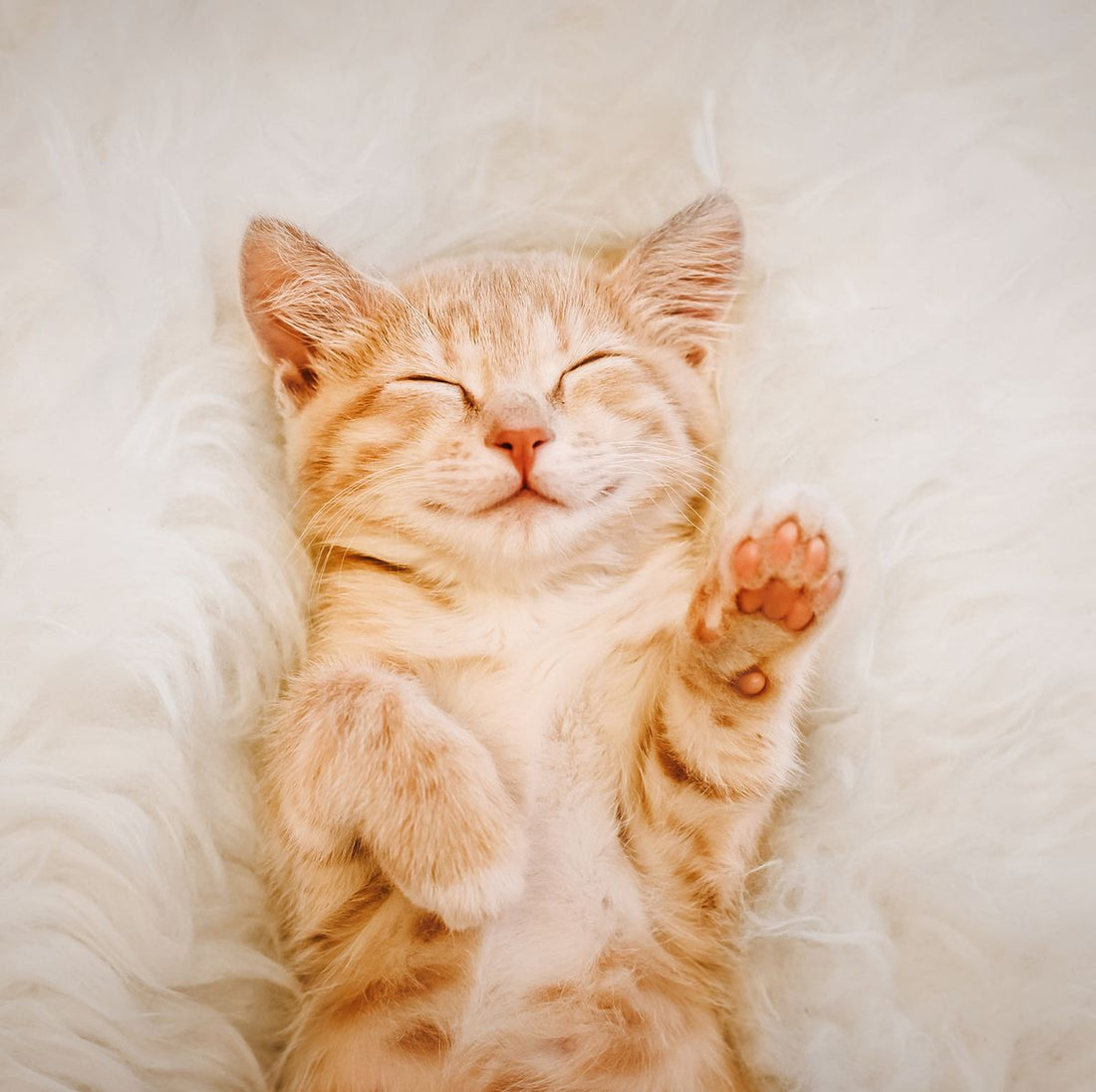 Health Care for your Pet Cat