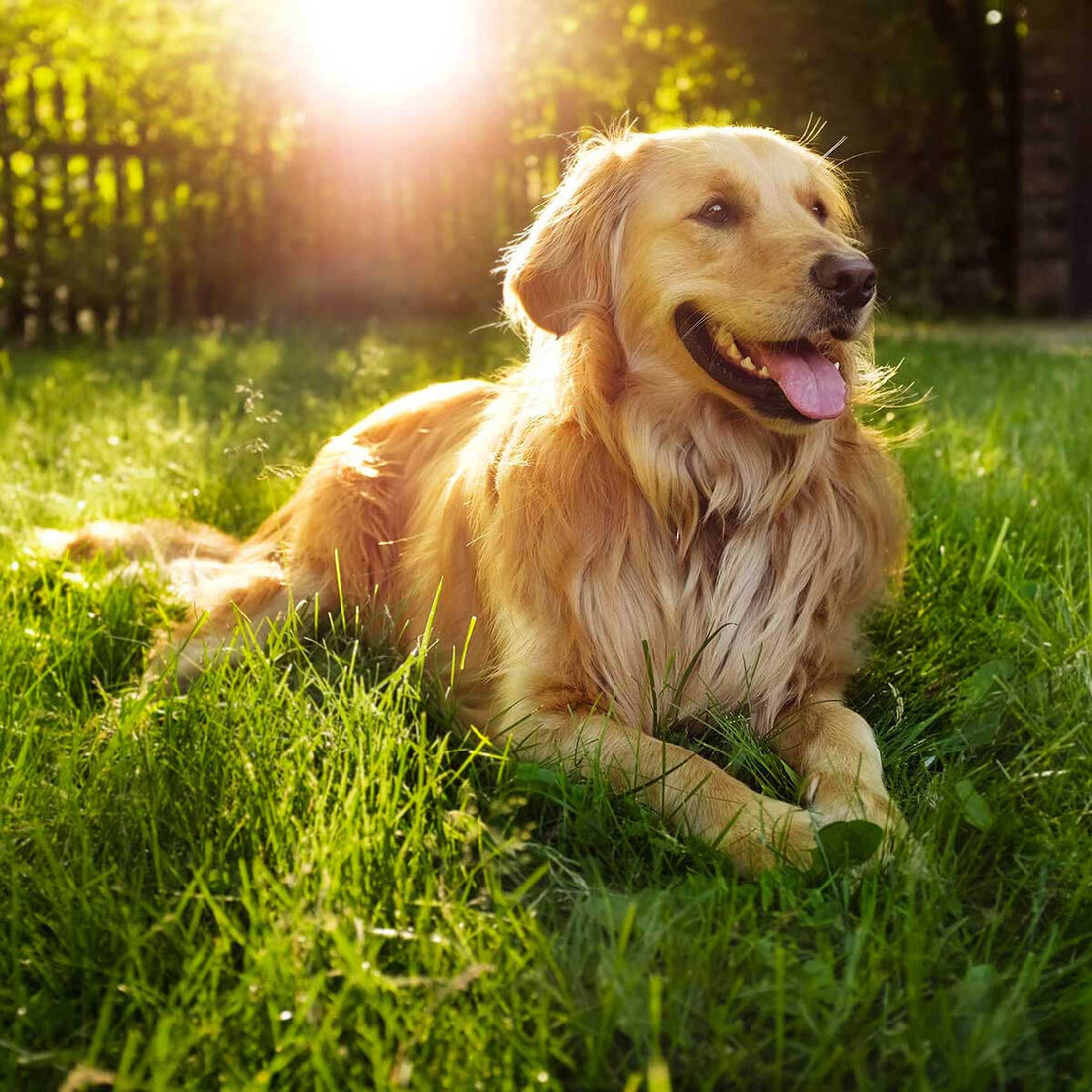 Dog Breed Series: All About your Golden Retriever Part 3