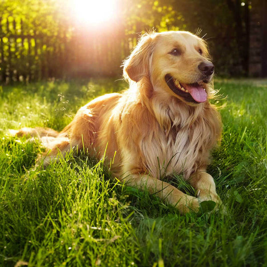 Dog Breed Series: All About your Golden Retriever Part 3