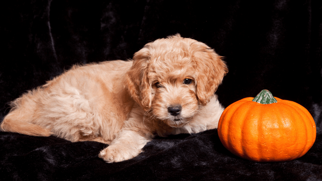 Halloween Hazards Wellnergy Pets