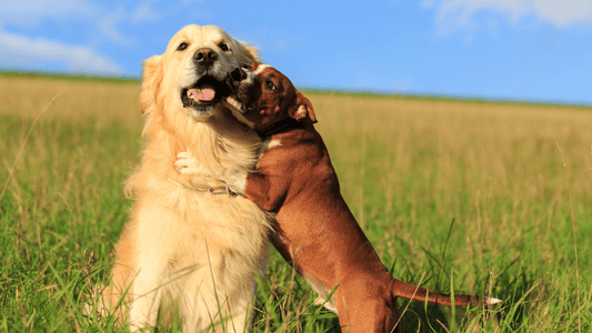 Happy International Friendship Day! Wellnergy Pets