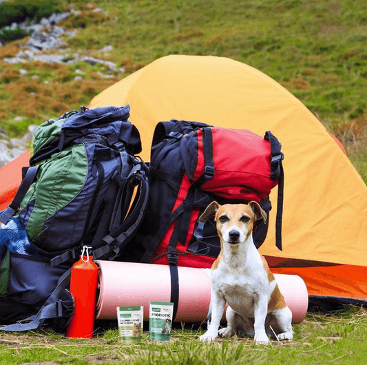 Happy National Camping Month! Wellnergy Pets