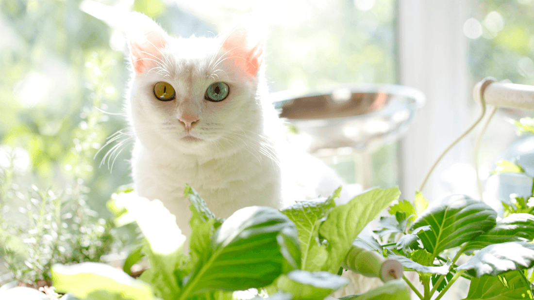 Herbal Therapy in Dogs and Cats Wellnergy Pets