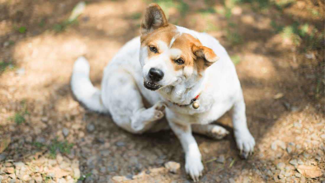 How to Care for Hot Spots at Home While Waiting for your Vet Appointment Wellnergy Pets