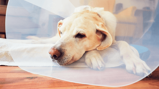 How to Take Care of Your Pet After Torn ACL Surgery Wellnergy Pets