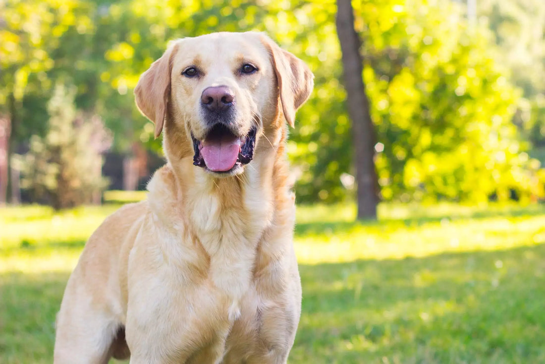 Dog Breed Series: All About your Labrador Retriever Part 1