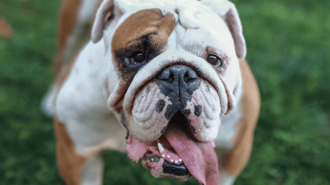 Is Your Pet Suffering from Dry Eyes? Wellnergy Pets