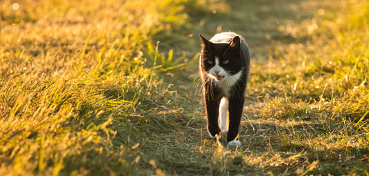 Cat Training on Extreme Meowing