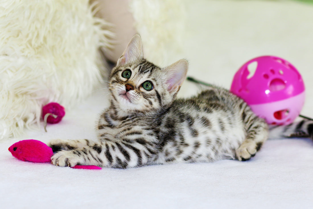 Cat Training Aides