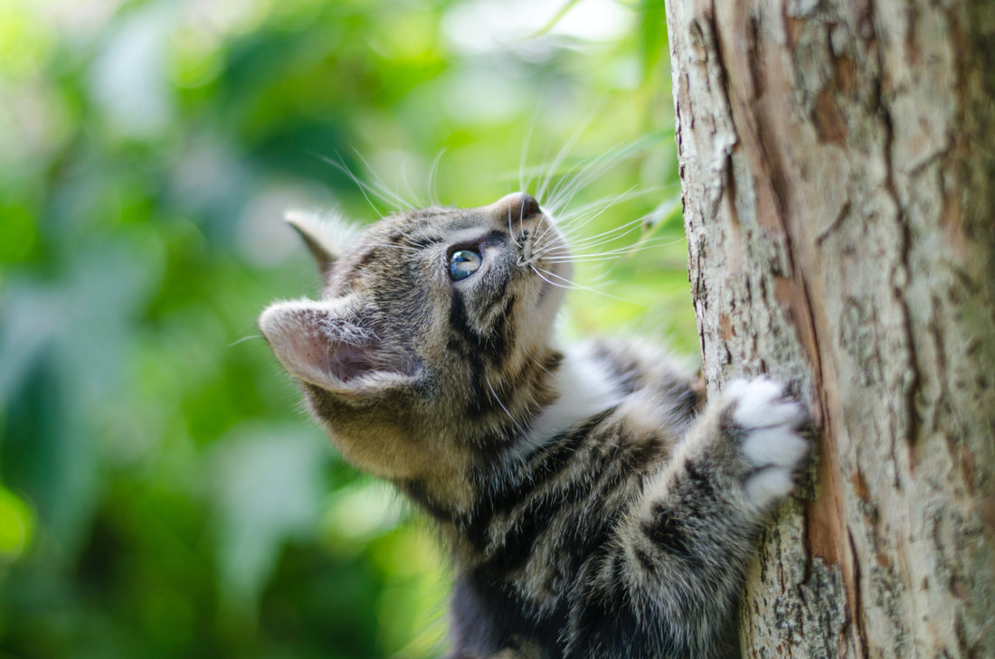 Preparing Your Cat for the Great Outdoors