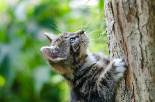 Preparing Your Cat for the Great Outdoors