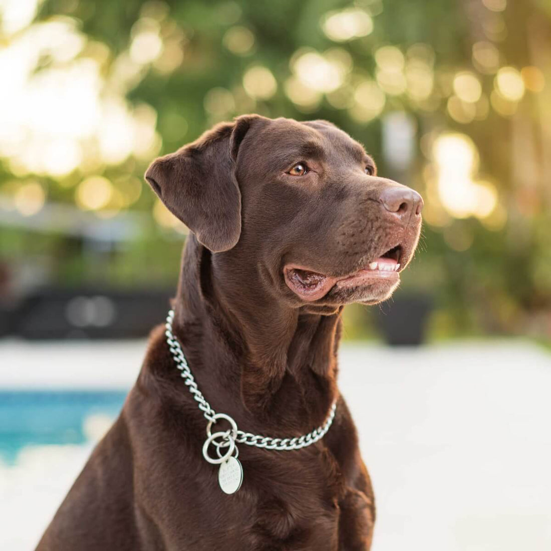 Dog Breed Series: All About your Labrador Retriever Part 3