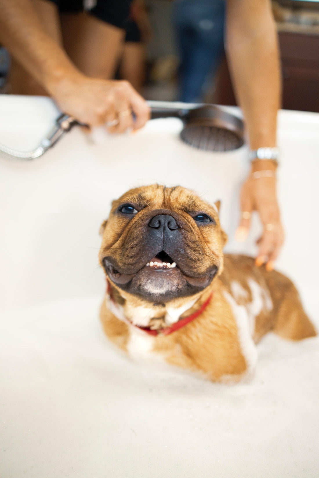 Learn How to Use a Soothing Shampoo to Help Your Pets Wellnergy Pets