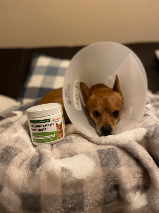 Looking for Calming Chews with Hemp for Your Pup? Wellnergy Pets