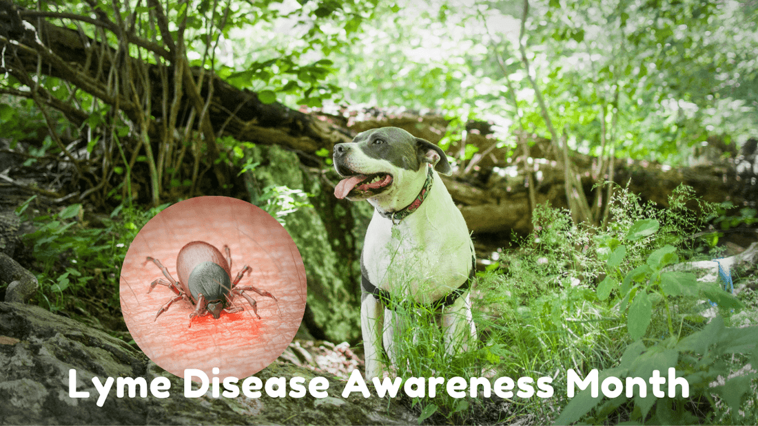 Lyme Disease Awareness Month: Lyme Disease in Dogs Wellnergy Pets