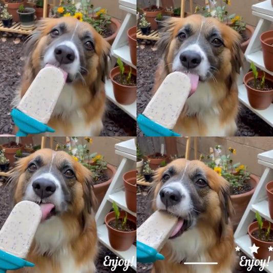 Make a Healthy Frozen Treat for Your Pup This Summer! Wellnergy Pets