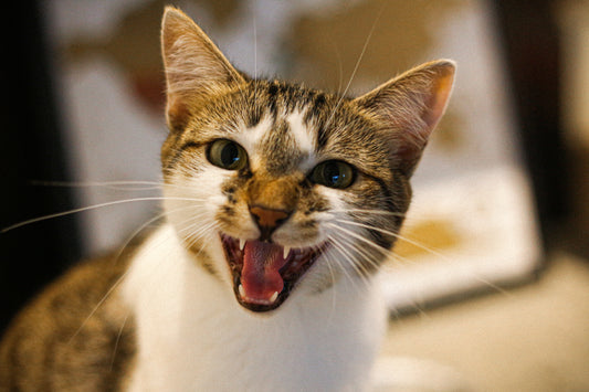 The Red Flags about Cat Health Care