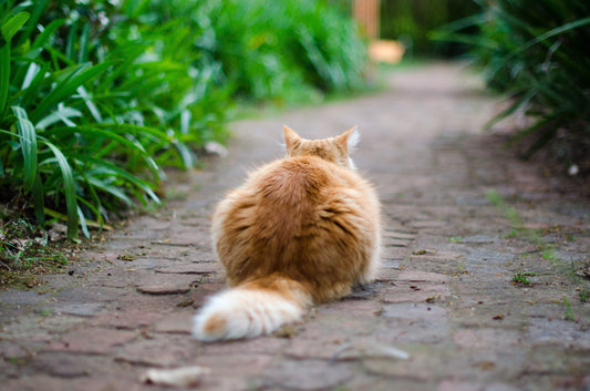 Holistic Cat Care in Florida