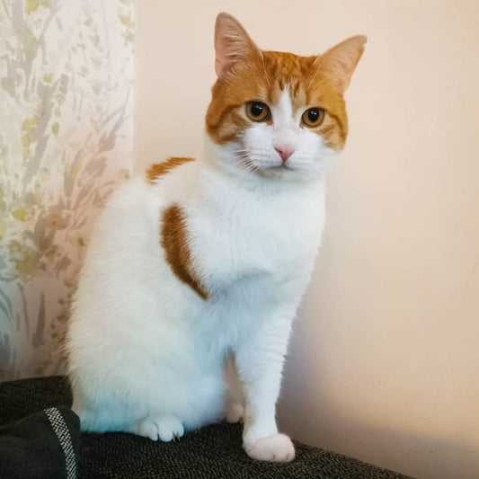 Taking Care of a Three Legged Cat