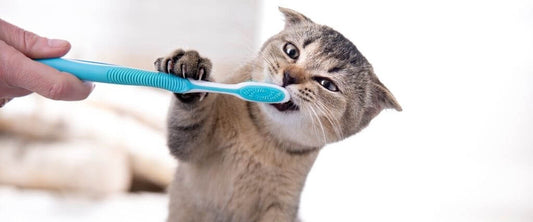 Dental Care for Cats