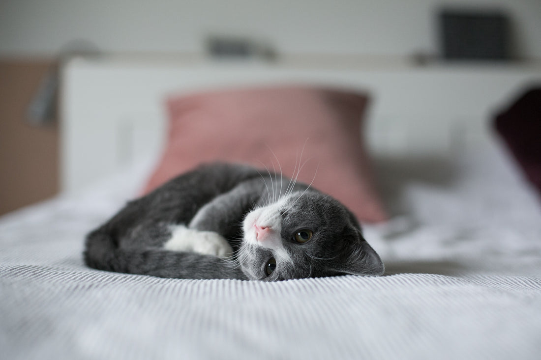 Foster Cat Care