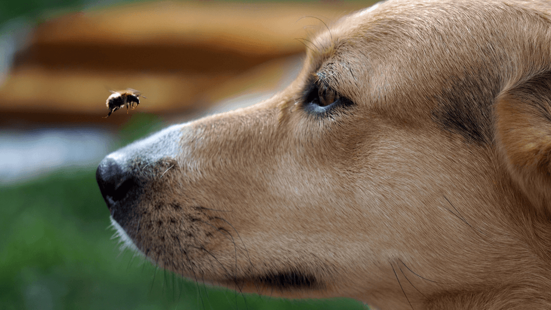 Ouch! How to Help your Pet at Home with Bee Stings! Wellnergy Pets