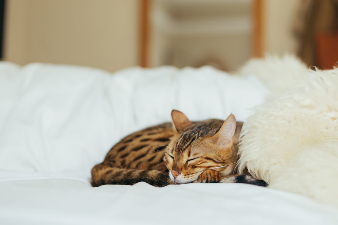 Preparing the House for Your Cat: Curtains, Cords, Carpets and Trash Cans