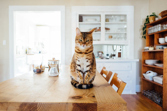 Training Your Cat Not to Scratch Furniture