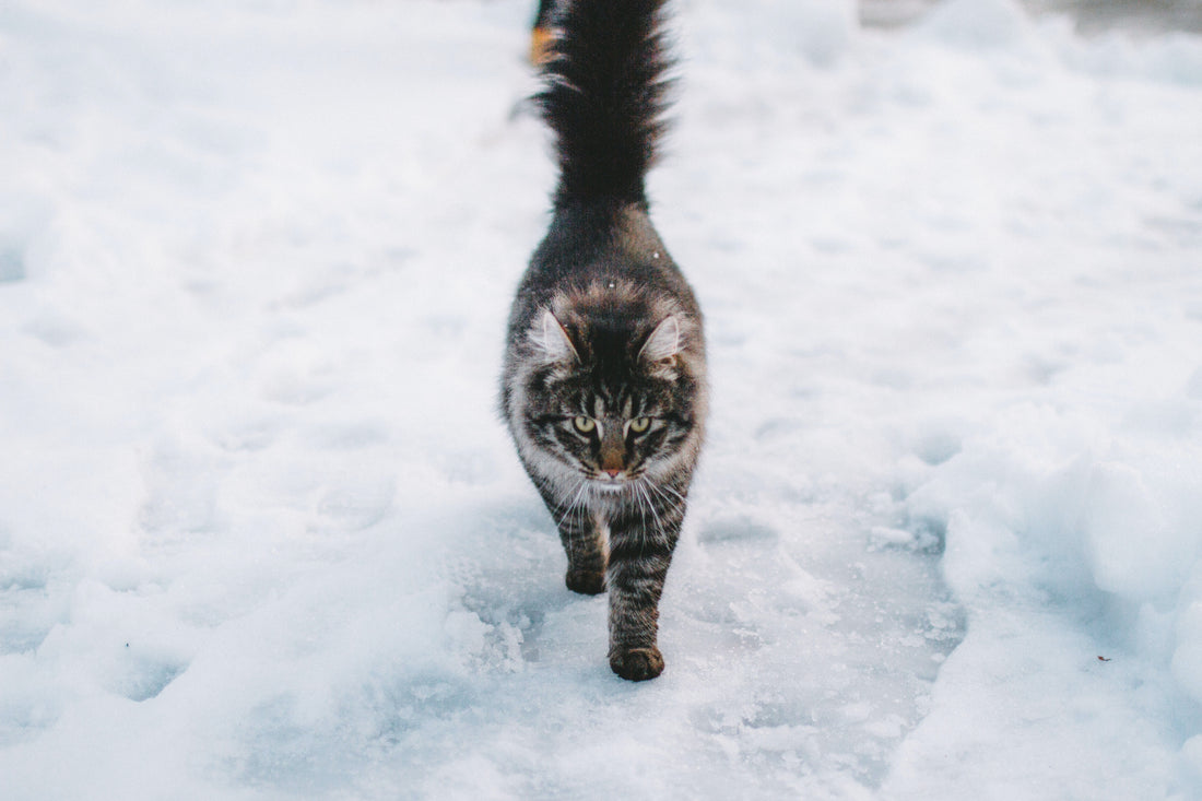 Cat Training for Severe Weather