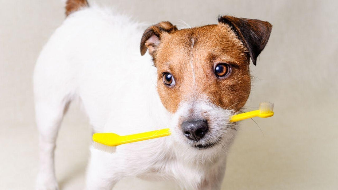 Periodontal Disease in Dogs and Cats Wellnergy Pets