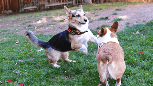 Pet Socialization Wellnergy Pets