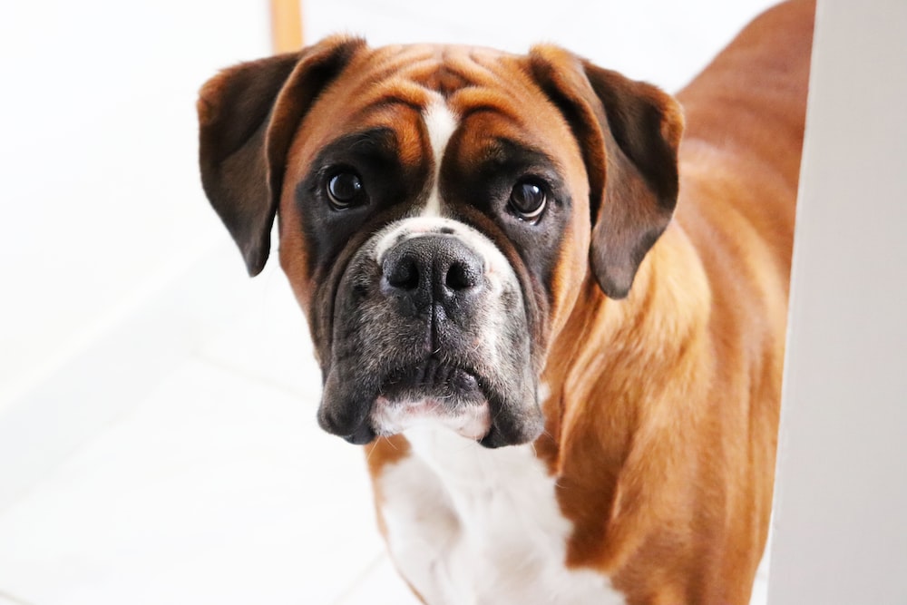 Dog Breed Series: All About your Boxer Part 2