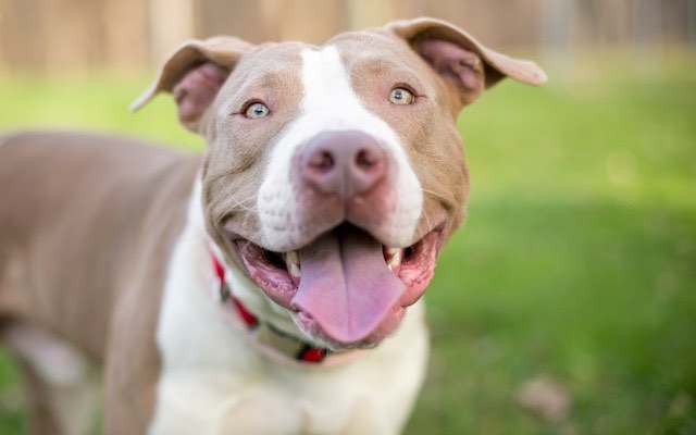 Dog Breed Series: All About your Pitbull Part 3