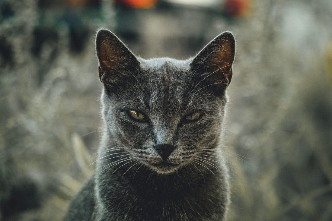 Understanding Cat Aggression