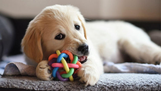 Safe Chew Toys for Dogs Wellnergy Pets